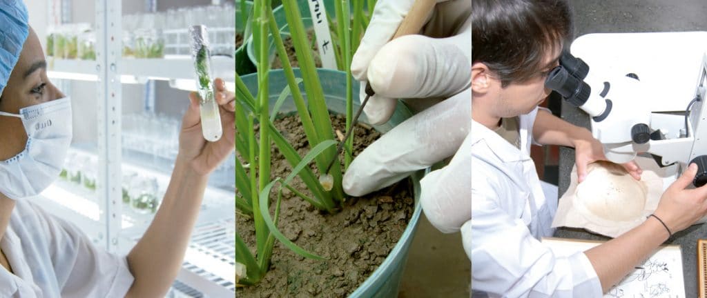 Ingeniero Agrónomo: Qué es, funciones, perfil y más