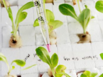 plantas con biotecnologia