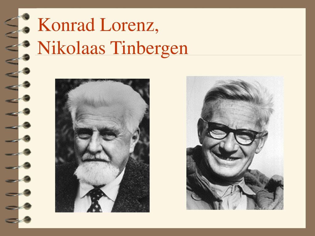 Nikolaas Tinbergen