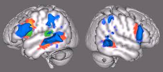 Neurofisiología en psicología: