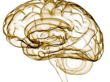 la neurologia cerebro